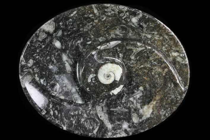 Oval Shaped Fossil Goniatite Dish #73758